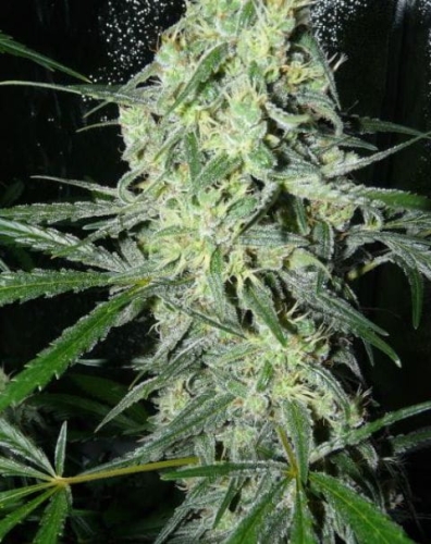 SexBud