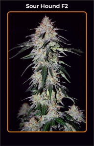Sour Hound F2 Auto od Mephisto Genetics nasiona marihuany