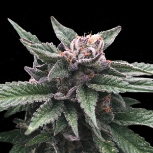 Triple Scoop od DNA Genetics nasiona marihuany