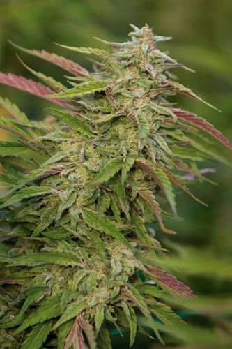 Purple Trainwreck