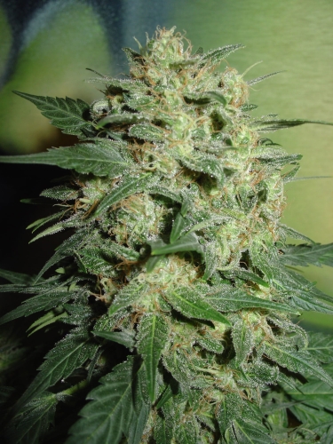 Northern Lights