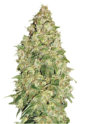 DUBAI POISON OUTDOOR