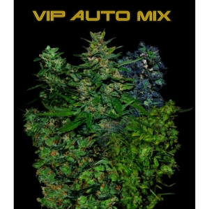 VIP Auto Mix od Vip Seeds nasiona marihuany