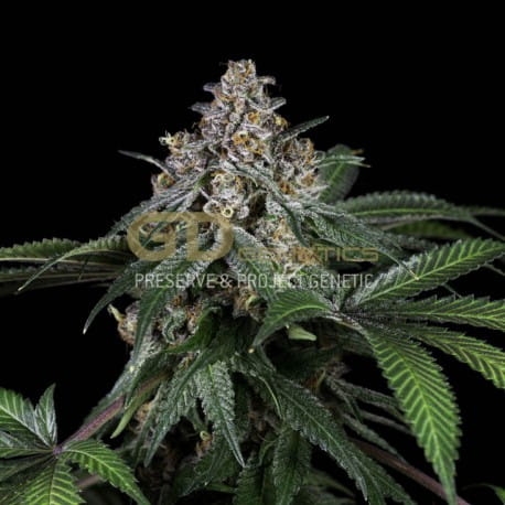 Doja Bubba Berry