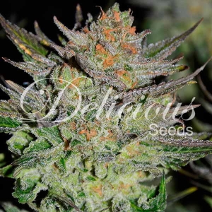 Auto Blue Ace CBD od Delicious Seeds nasiona marihuany