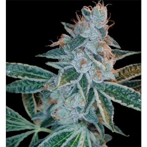 Lemon OG Kush od DNA Genetics nasiona marihuany