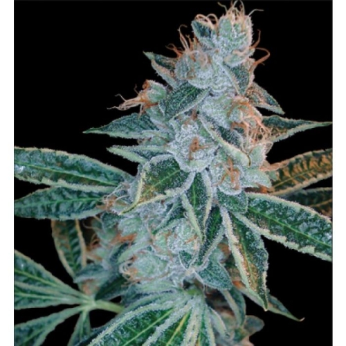 Lemon OG Kush