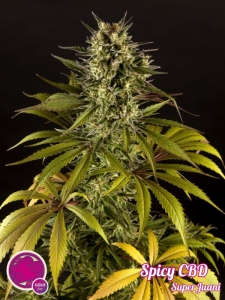 Spicy CBD (SuperJuani) od Philosopher Seeds nasiona marihuany