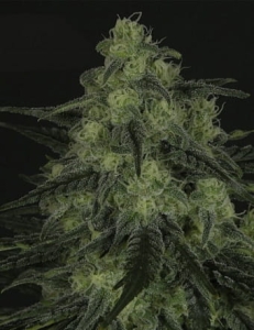 Black Valley od Ripper Seeds nasiona marihuany