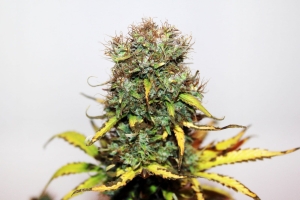 Auto Blue od Seedsman nasiona marihuany