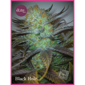 Black Hole od Elite Seeds nasiona marihuany