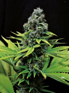 CBD Shark Shock od Seedsman nasiona marihuany
