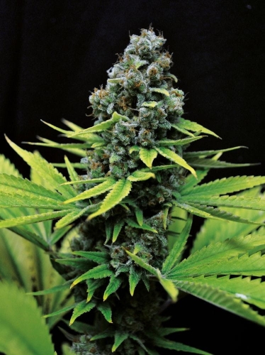 CBD Shark Shock