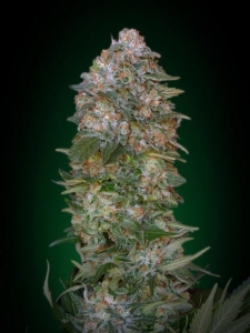 Critical Soma od Advanced Seeds nasiona marihuany
