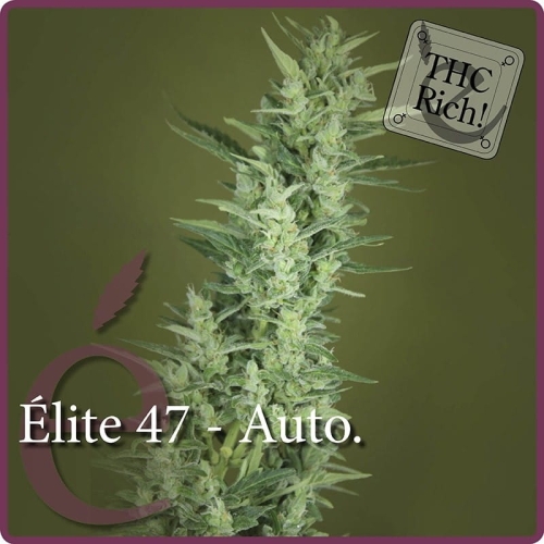 Elite 47 Auto