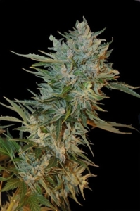 Haze Gom od Grass-O-Matic nasiona marihuany