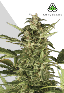 Juicy Lucy od Auto Seeds nasiona marihuany