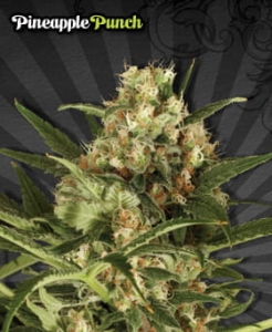Pineapple Punch Auto od Auto Seeds nasiona marihuany