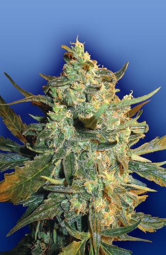 Power Skunk