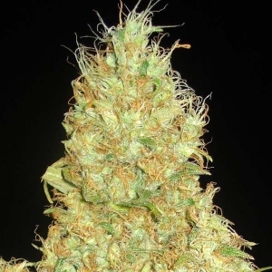 Fruity Chronic Juice od Delicious Seeds nasiona marihuany
