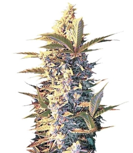 Auto East Ryder od Bulk Seed Bank nasiona marihuany