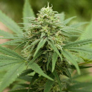 Pineapple Express #2 od G13 Labs nasiona marihuany
