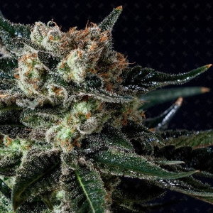 Black Diesel od Genofarm nasiona marihuany