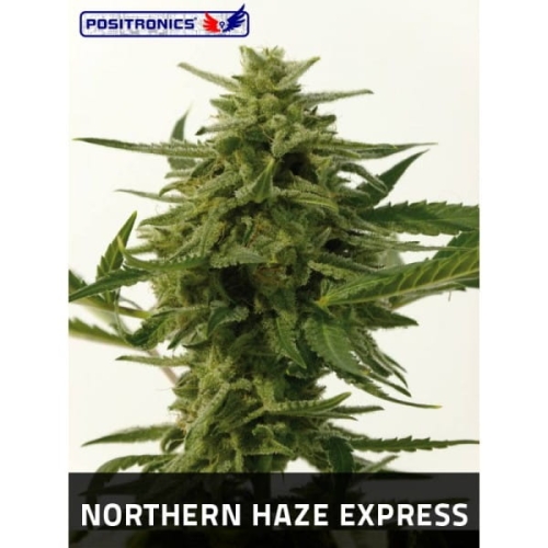 Northern Haze Express