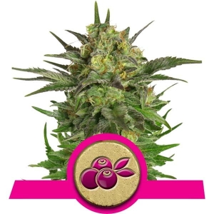 Haze Berry od Royal Queen Seeds nasiona marihuany