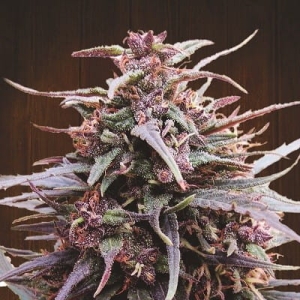 Purple Haze x Malawi od ACE Seeds nasiona marihuany