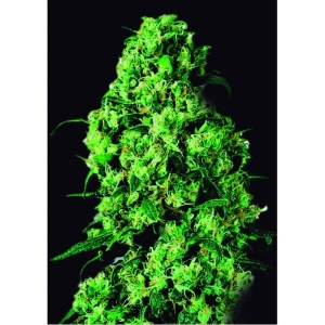Dulce de Leche od Vip Seeds nasiona marihuany