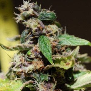 Black Sugar od Female Seeds nasiona marihuany