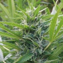 Blue Elite Sativa od Elite Seeds nasiona marihuany