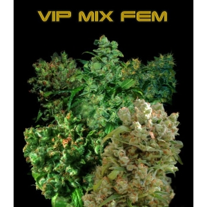 VIP Mix Fem od Vip Seeds nasiona marihuany