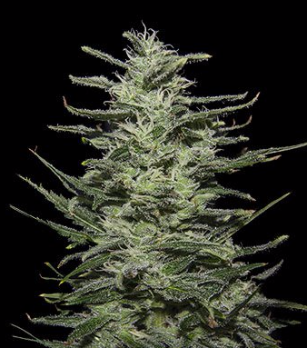 Amnesia Molotov