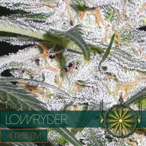 Lowryder Auto od Vision Seeds nasiona marihuany