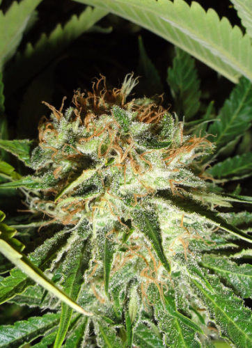 Everest Bud
