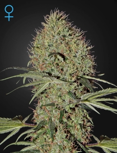 Super Bud Auto od Green House Seeds nasiona marihuany
