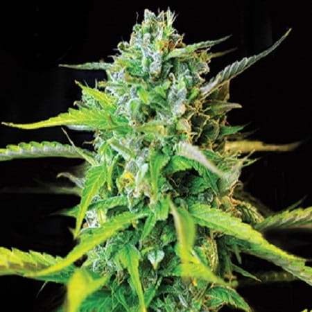  Burmese Kush