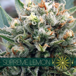 Supreme Lemon od Vision Seeds nasiona marihuany