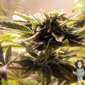 Chiesel Automatic od Big Buddha Seeds nasiona marihuany