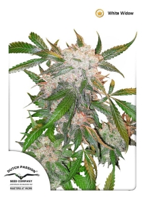 White Widow od Dutch Passion nasiona marihuany