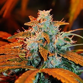 Auto Berry od G13 Labs nasiona marihuany