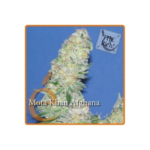 Mota Khan Afghana od Elite Seeds nasiona marihuany