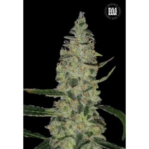 Special Skunk od Bulk Seed Bank nasiona marihuany