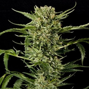 Auto Mass od Grass-O-Matic nasiona marihuany