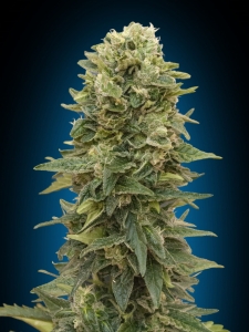 Auto Afghan Mass od 00 Seeds Bank nasiona marihuany