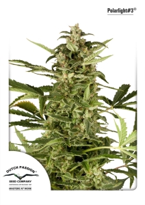 Auto PolarLight #3 od Dutch Passion nasiona marihuany