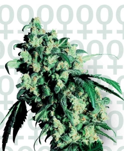 Super Skunk od Sensi Seeds nasiona marihuany