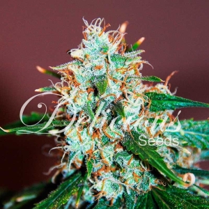 Critical Neville Haze 2.0 od Delicious Seeds nasiona marihuany